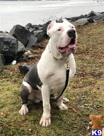 American Pit Bull