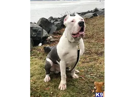 American Pit Bull