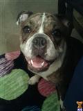 English Bulldog