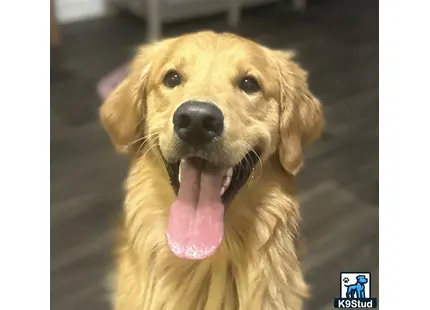 a golden retriever dog with its tongue out