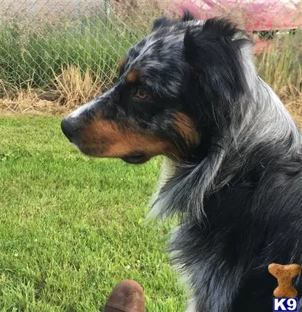 Australian Shepherd stud dog