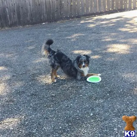 Australian Shepherd stud dog