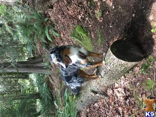 Australian Shepherd stud dog