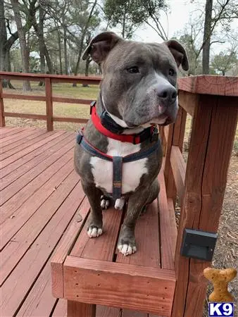 American Bully stud dog