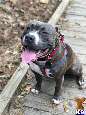 American Bully stud dog