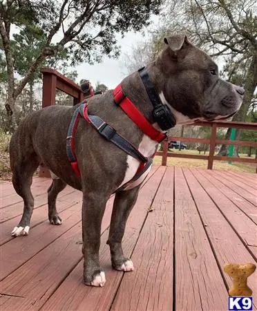 American Bully stud dog