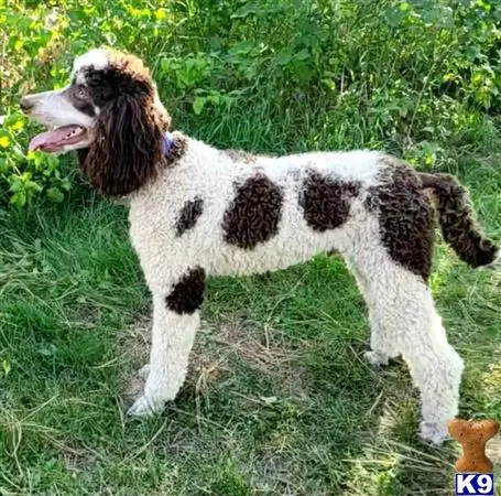 Poodle stud dog