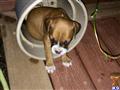 bull terrier puppy posted by nicolepoillon