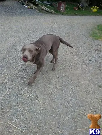 Labrador Retriever stud dog