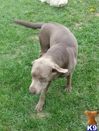 Labrador Retriever stud dog