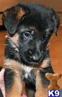 german shepherd puppy posted by nicosert