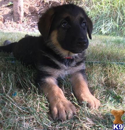 a german shepherd puppy lying in the grass