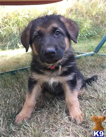 German Shepherd puppy for sale