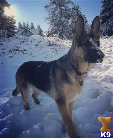 German Shepherd stud dog