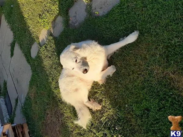 Golden Retriever female dog