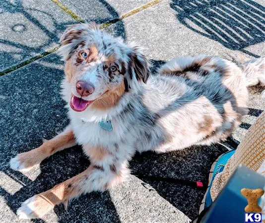 Australian Shepherd female dog