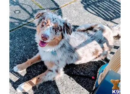 Australian Shepherd