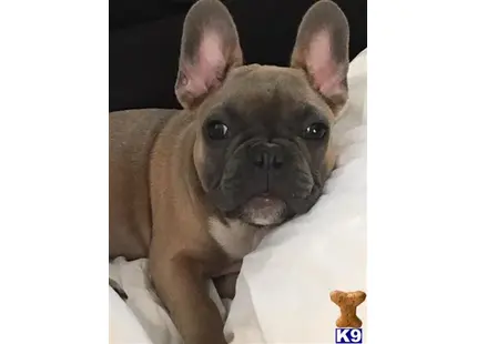 French Bulldog stud dog: a french bulldog dog lying on a blanket