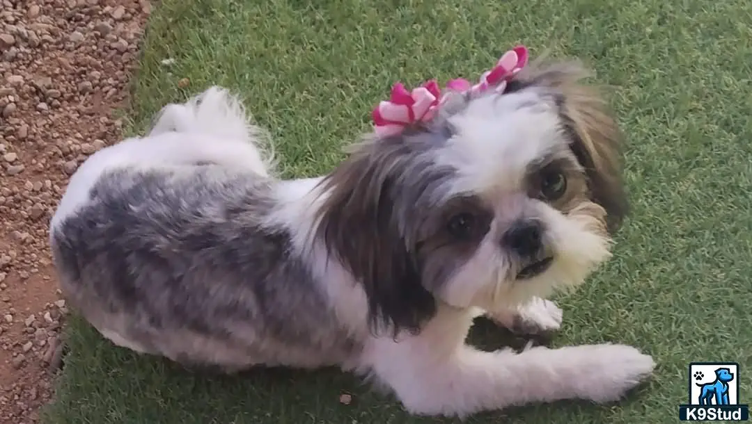 Shih Tzu female dog