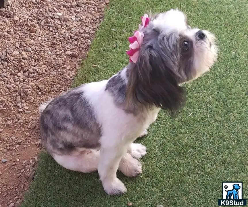 Shih Tzu female dog