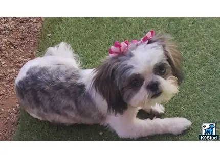 Shih Tzu