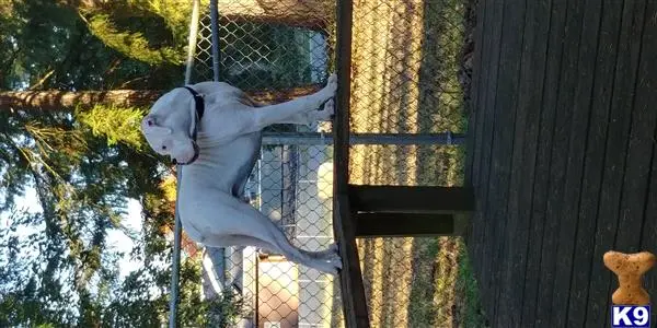 Boxer stud dog