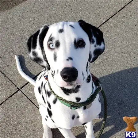 Dalmatian stud dog