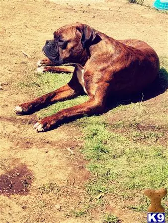 Boxer female dog