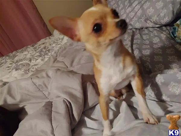 Chihuahua