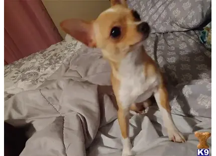 Chihuahua