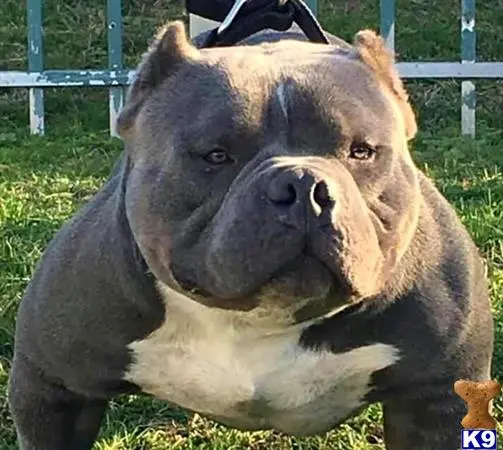 American Bully stud dog