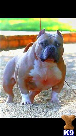 American Bully dog