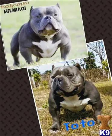 American Bully stud dog