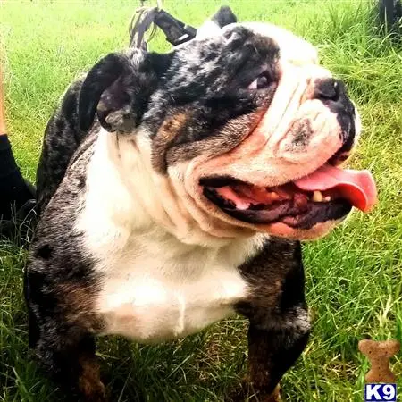 English Bulldog stud dog