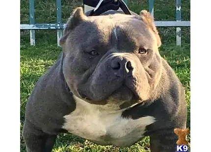 American Bully