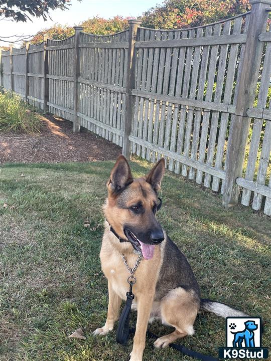 a german shepherd dog sitting on grass