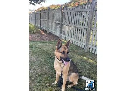 a german shepherd dog sitting on grass