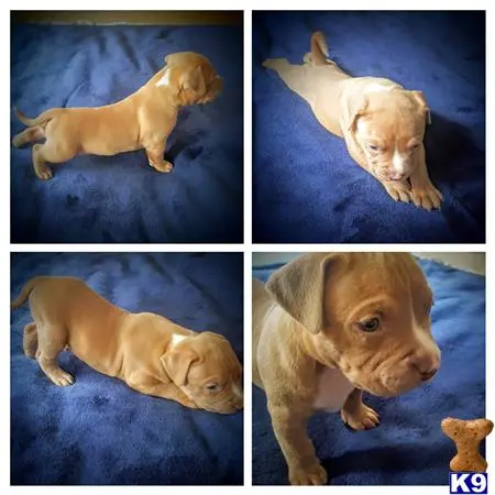 American Pit Bull puppy for sale