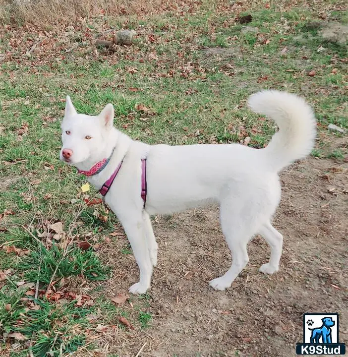 Siberian Husky female dog