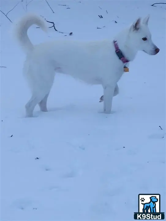 Siberian Husky female dog