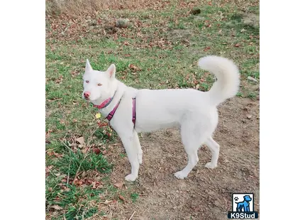 Siberian Husky