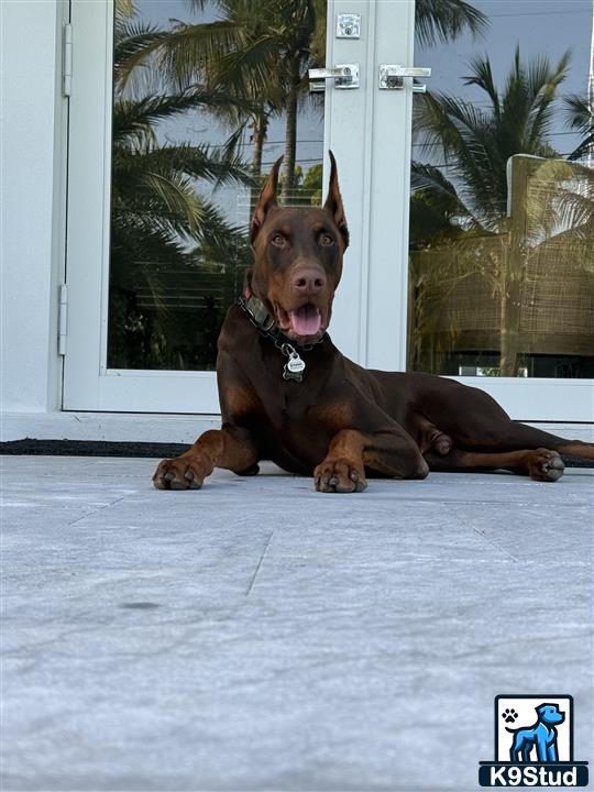 a doberman pinscher dog lying on the floor