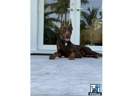 a doberman pinscher dog lying on the floor