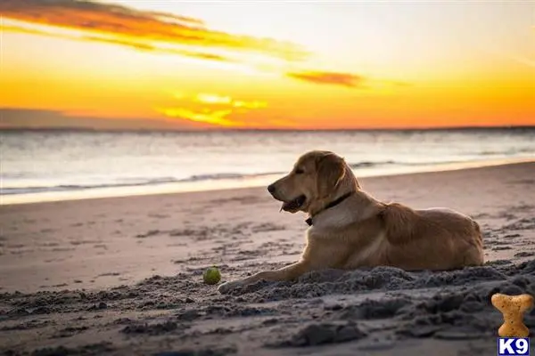 Golden Retriever stud dog