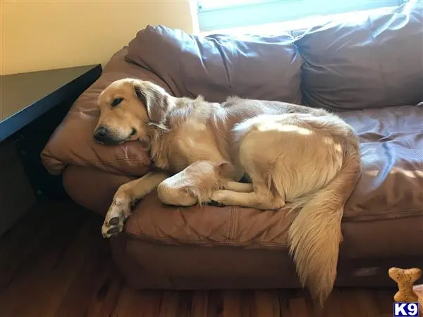 Golden Retriever stud dog