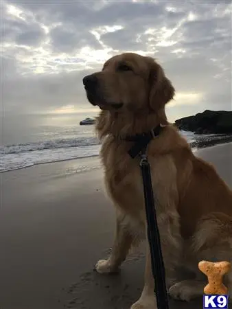 Golden Retriever stud dog