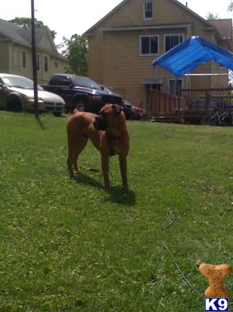 Boxer dog