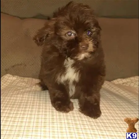 Poodle puppy for sale