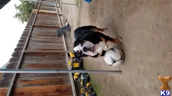 Old English Bulldog stud dog