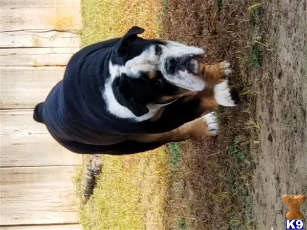 Old English Bulldog stud dog